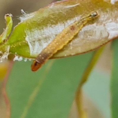 Unidentified Insect at Fadden, ACT - 2 May 2023 by Mike