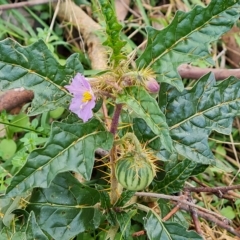 Solanum cinereum (Narrawa Burr) at Wanniassa Hill - 2 May 2023 by Mike