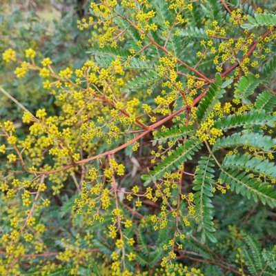 Acacia terminalis (Sunshine Wattle) at Jerrabomberra, ACT - 2 May 2023 by Mike