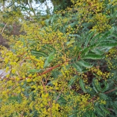 Acacia terminalis at Jerrabomberra, ACT - 2 May 2023 02:59 PM