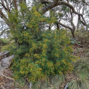 Acacia terminalis at Jerrabomberra, ACT - 2 May 2023 02:59 PM