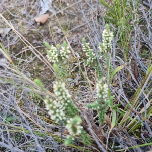 Styphelia attenuata at Jerrabomberra, ACT - 2 May 2023