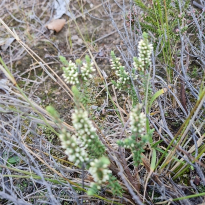 Leucopogon attenuatus (Small-leaved Beard Heath) at Jerrabomberra, ACT - 2 May 2023 by Mike