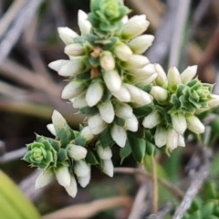 Styphelia attenuata at Jerrabomberra, ACT - 2 May 2023