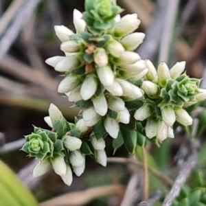 Styphelia attenuata at Jerrabomberra, ACT - 2 May 2023