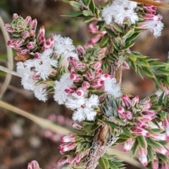 Leucopogon attenuatus (Small-leaved Beard Heath) at Jerrabomberra, ACT - 2 May 2023 by Mike