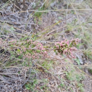 Styphelia attenuata at Jerrabomberra, ACT - 2 May 2023