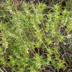 Melichrus urceolatus (Urn Heath) at Jerrabomberra, ACT - 2 May 2023 by Mike