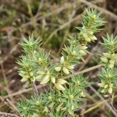 Melichrus urceolatus at Jerrabomberra, ACT - 2 May 2023