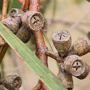 Eucalyptus goniocalyx at Jerrabomberra, ACT - 2 May 2023