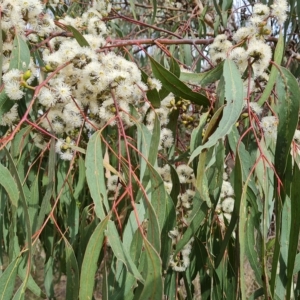 Eucalyptus goniocalyx at Wanniassa Hill - 2 May 2023 02:43 PM