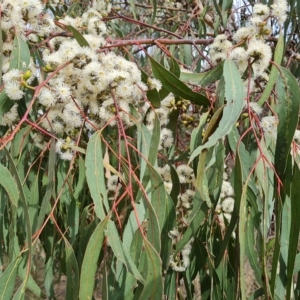 Eucalyptus goniocalyx at Jerrabomberra, ACT - 2 May 2023