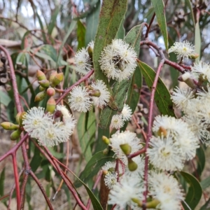 Eucalyptus goniocalyx at Wanniassa Hill - 2 May 2023 02:43 PM