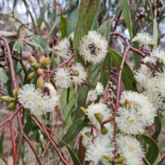 Eucalyptus goniocalyx at Jerrabomberra, ACT - 2 May 2023