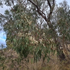 Eucalyptus goniocalyx at Jerrabomberra, ACT - 2 May 2023