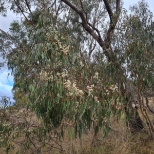 Eucalyptus goniocalyx at Wanniassa Hill - 2 May 2023