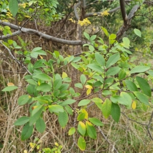 Ulmus parvifolia at Jerrabomberra, ACT - 2 May 2023