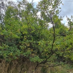 Ulmus parvifolia at Jerrabomberra, ACT - 2 May 2023
