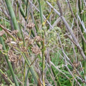 Foeniculum vulgare at Jerrabomberra, ACT - 2 May 2023