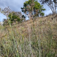 Foeniculum vulgare at Jerrabomberra, ACT - 2 May 2023