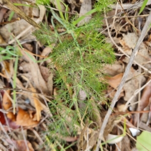 Foeniculum vulgare at Jerrabomberra, ACT - 2 May 2023