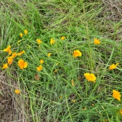 Eschscholzia californica (California Poppy) at Jerrabomberra, ACT - 2 May 2023 by Mike