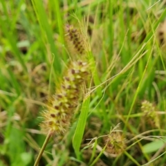 Setaria parviflora (Slender Pigeon Grass) at Jerrabomberra, ACT - 2 May 2023 by Mike