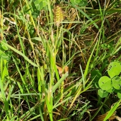 Setaria parviflora at Jerrabomberra, ACT - 2 May 2023