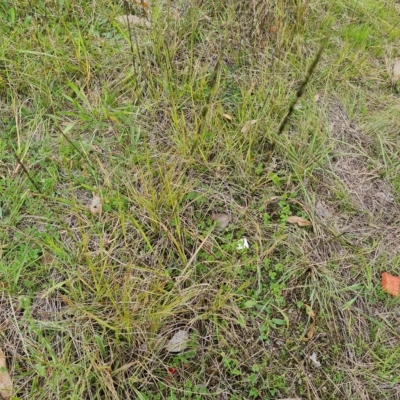 Sporobolus creber (Slender Rat's Tail Grass) at Jerrabomberra, ACT - 2 May 2023 by Mike