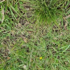 Sporobolus africanus (Parramatta Grass, Rat's Tail Grass) at Jerrabomberra, ACT - 2 May 2023 by Mike