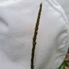 Sporobolus africanus at Jerrabomberra, ACT - 2 May 2023