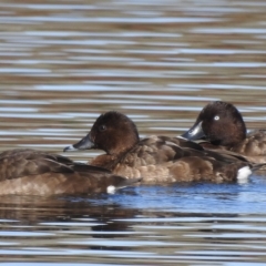 Aythya australis (Hardhead) at Nimmitabel, NSW - 21 Apr 2023 by GlossyGal