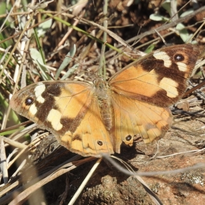 Heteronympha merope (Common Brown Butterfly) at Nimmitabel, NSW - 21 Apr 2023 by GlossyGal
