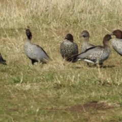 Chenonetta jubata (Australian Wood Duck) at Nimmitabel, NSW - 21 Apr 2023 by GlossyGal