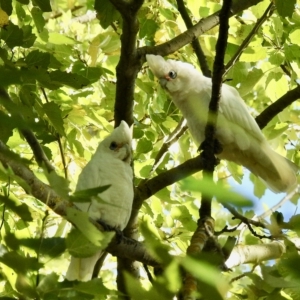 Cacatua sanguinea at Bombala, NSW - 21 Apr 2023