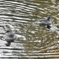 Tachybaptus novaehollandiae (Australasian Grebe) at Bombala, NSW - 21 Apr 2023 by GlossyGal