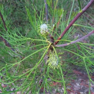 Petrophile pulchella at Ku-Ring-Gai Chase, NSW - suppressed