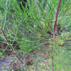 Petrophile pulchella at Ku-Ring-Gai Chase, NSW - suppressed