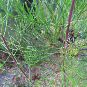 Petrophile pulchella at Ku-Ring-Gai Chase, NSW - 27 Apr 2023