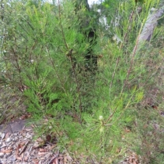 Petrophile pulchella at Ku-Ring-Gai Chase, NSW - suppressed