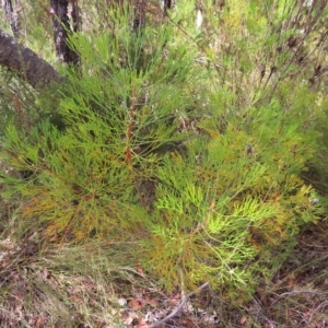 Petrophile pulchella at Ku-Ring-Gai Chase, NSW - suppressed