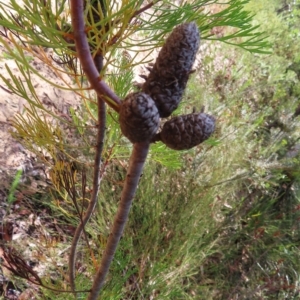 Petrophile pulchella at Ku-Ring-Gai Chase, NSW - suppressed