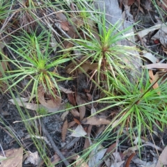 Dracophyllum secundum at Ku-Ring-Gai Chase, NSW - 27 Apr 2023 by MatthewFrawley
