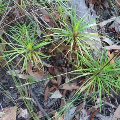 Dracophyllum secundum at Ku-ring-gai Chase National Park - 27 Apr 2023 by MatthewFrawley