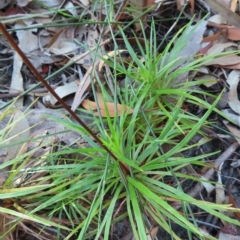 Dracophyllum secundum at Ku-Ring-Gai Chase, NSW - 27 Apr 2023