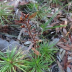 Dracophyllum secundum at Ku-Ring-Gai Chase, NSW - 27 Apr 2023 11:54 AM