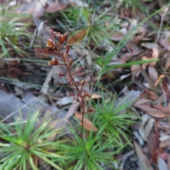 Dracophyllum secundum at Ku-Ring-Gai Chase, NSW - 27 Apr 2023