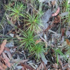 Dracophyllum secundum at Ku-Ring-Gai Chase, NSW - 27 Apr 2023 11:54 AM