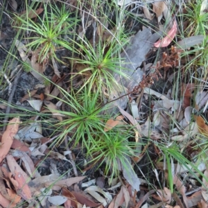 Dracophyllum secundum at Ku-Ring-Gai Chase, NSW - 27 Apr 2023