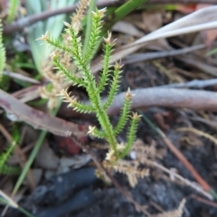 Unidentified Plant at Ku-Ring-Gai Chase, NSW - 27 Apr 2023 by MatthewFrawley